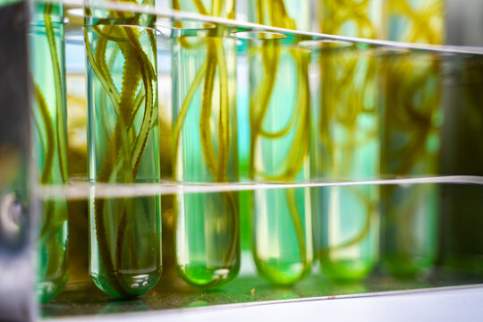 green alga laboratory research, alternative biofuel energy technology, biotechnology concept
