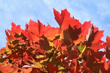 maple leaves in autumn