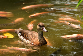 Dendrocygna guttata, Spotted Tree Duck, The spotted whistling duck is a member of the duck family Anatidae and  this duck resides in Indonesia.