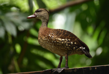 Dendrocygna guttata, Spotted Tree Duck, The spotted whistling duck is a member of the duck family Anatidae and  this duck resides in Indonesia.