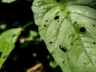 Insect on green leaf