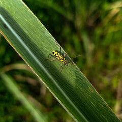 ant on a leaf