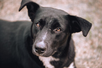 black dog with ears sticking up and head sideways on blurred background