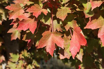 Colorful Maple Leaves