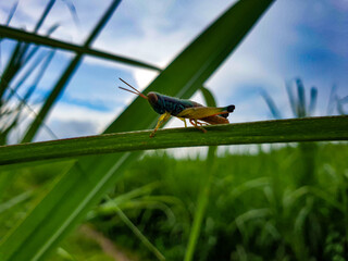 grasshopper on a leaf background beatiful nature