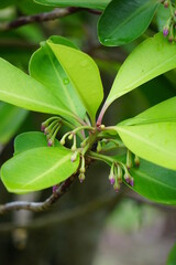 Ardisia elliptica (shoebutton ardisia, duck's eye and coralberry) with a natural background....