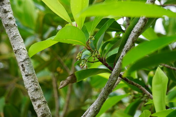 Ardisia elliptica (shoebutton ardisia, duck's eye and coralberry) with a natural background. Indonesian call it lempeni