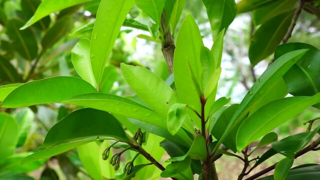 Ardisia elliptica (shoebutton ardisia, duck's eye and coralberry) with a natural background. Indonesian call it lempeni