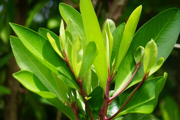Ardisia elliptica (shoebutton ardisia, duck's eye and coralberry) with a natural background. Indonesian call it lempeni