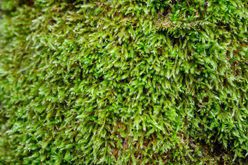 Lush green moss growing on a tree trunk in a winter woodland, as a nature background
