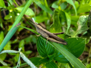 Grasshopper on a leaf background nature