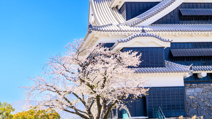 うららかな桜咲く歴史「桜と天守閣風景」
The history of beautiful cherry blossoms...
