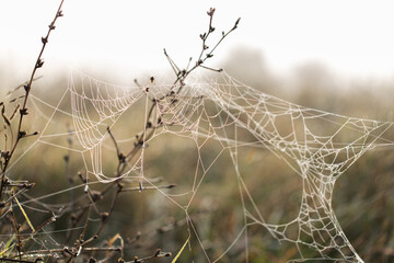 Dawn in the field. Web covered with dew. Meadow in Russia. Front view.