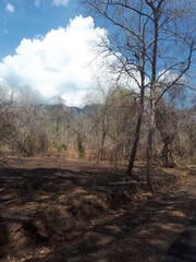 Obraz premium tree in the savanna