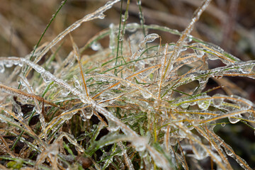 green grass frozen in ice during frost close-up ice drops on the grass