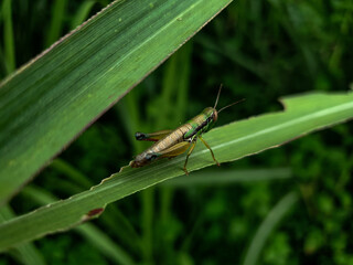 Commond grasshopper on craspedia under the sunlight on a grass leaf with a blurry free photo