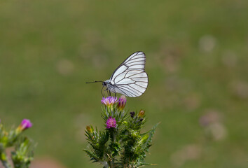 Hawthorn Butterfly - Black-veined White - Aporia crataegi