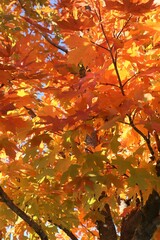 Maple tree