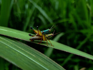 Mating grasshopper on a leaf