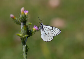 Hawthorn Butterfly - Black-veined White - Aporia crataegi
