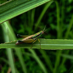 grasshopper on a leaf background beautiful nature