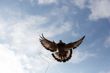 pigeon flying with a rope