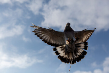 pigeon flying with a rope