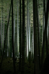 Kyoto,Japan - November 16, 2021: Illuminated Bamboo Forests in autumn
