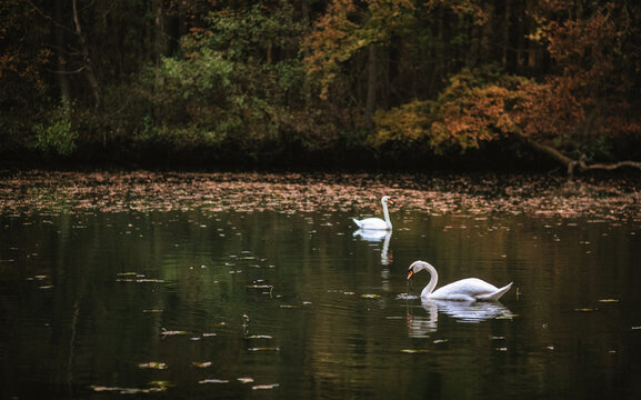 Schwan im Herbst