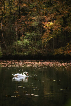 Schwan im Herbst
