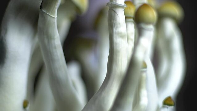 Upwards tilt shot of psychedelic Mexican magic mushrooms