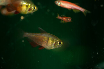 Obraz na płótnie Canvas aquarium fish tropical fish ,