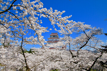 春の鶴ヶ城（福島県・会津若松市）