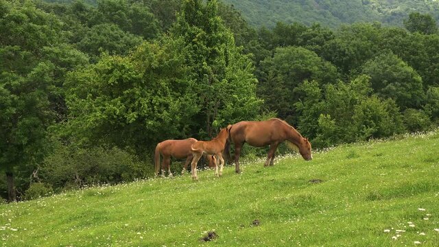 A herd of semi-wild horses well fed on forest meadows