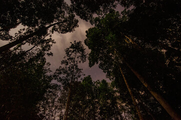 time lapse of a tree