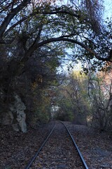 Obraz premium Fall Trees by Railroad Tracks
