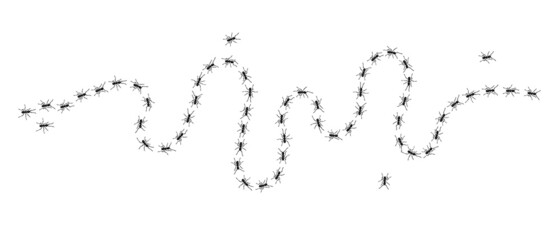 Obraz premium Worker ants trail line flat style design vector illustration isolated on white background. Top view of ants bug road trail marching in the line row. Pest control or insect searching concept.