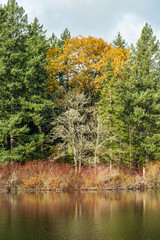 edge of the forest by the lake with colourful foliage reflection on the water surface