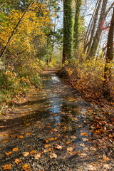 wet ground on the walking path covered with beautiful golden leaves in the park with sunlight breaking through the tree trunk near the lake