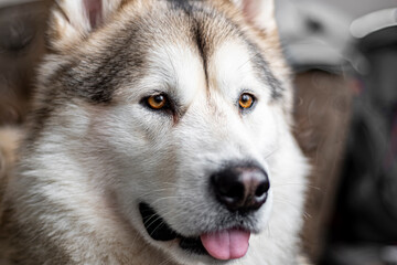 Brown smart eyes of Alaskan Malamute closeup. Portrait of Nothern Breed dog in the indoors. White and gray fur, pink tongue. Selective focus on the details, blurred background.