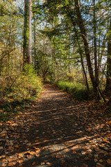 Obraz premium beautiful walking path in the forest covered with golden leaves under the afternoon sun