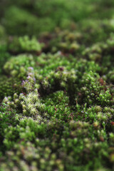 Obraz premium botanical background of green moss, tiny plants