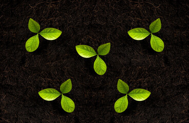 Top view of Green leaves on fresh black soil