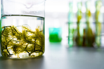 green alga laboratory research, alternative biofuel energy technology, biotechnology concept