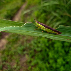 A green grasshopper is sitting on a green leaf. Grasshopper in nature.