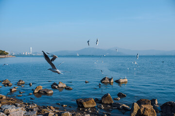 seagulls on the beach