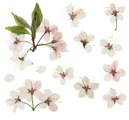 Pressed and dried plum flowers, buds plum. Isolated on white background. For use in scrapbooking,...