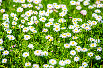 White small daisies blooming on grass background
