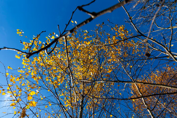 trees and plants in the autumn season