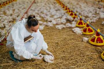 veterinarian giving vaccine to chicken - obrazy, fototapety, plakaty